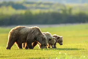 Meadow Prints: Brown bear (Ursus arctos) female with two cubs feeding in sedge meadow