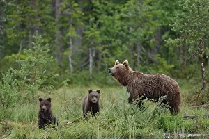Curiosity Prints: Brown bear (Ursus arctos) female with two cubs in forest clearing, Finland. July