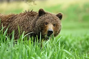 Ursidae Prints: Brown bear (Ursus arctos) female feeding on vegetation
