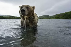 Drops Gallery: Brown bear (Ursus arctos), fishing for Sockeye salmon (Oncorhynchus nerka) in the Ozernaya River