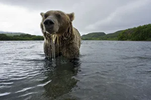 Brown bear (Ursus arctos), fishing for Sockeye salmon (Oncorhynchus nerka) in the Ozernaya River