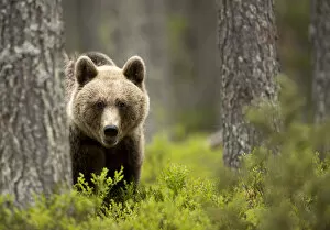 Brown Bear (Ursus arctos) in the forest, Finland, June
