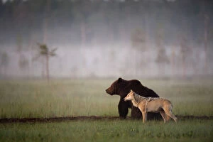 Standing Gallery: Brown bear (Ursus arctos) and Grey wolf (Canis lupus) together in wetlands, Kuhmo