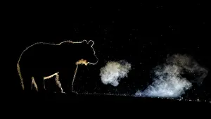Ursidae Prints: Brown bear (Ursus arctos) growling with breath visible in forest at night