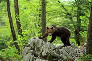 Outcrop Prints: Brown bear (Ursus arctos) juvenile