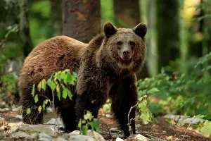 Slovenia Prints: Brown bear (Ursus arctos) juvenile