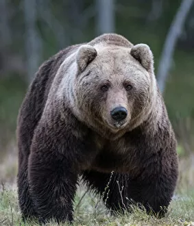 Ursidae Gallery: Brown bear (Ursus arctos) male, portrait. Martinselkonen, Kainuu, Finland. June