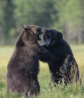 Face To Face Prints: Two Brown bear (Ursus arctos) males, fighting, Finland. August
