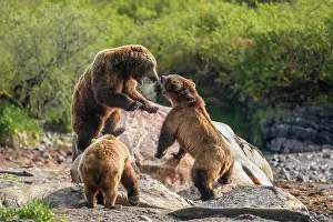 Ursidae Prints: Three Brown bear (Ursus arctos) males fighting over a whale carcass