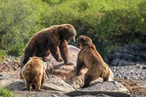 Ursidae Prints: Three Brown bear (Ursus arctos) males fighting over a whale carcass