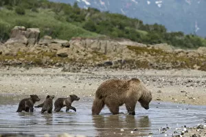 Brown Bear (Ursus arctos) mother and 3-4 month cubs foraging for clams. Katmai National Park
