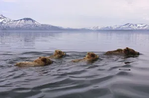 Sergey Gorshkov Prints: Brown bear (Ursus arctos) mother and three cubs swimming across lake