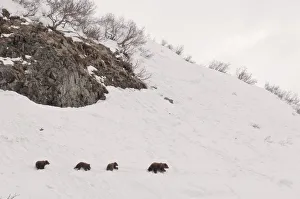 Four Prints: Brown bear (Ursus arctos) mother leads three cubs over hillside in snow, Kamchatka