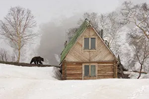 Buildings Prints: Brown bear {Ursus arctos} near photographers wooden cabin, Valley of the Geysers
