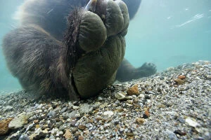 Ursidae Gallery: Brown bear (Ursus arctos) paw seem from under water, Ozernaya River, Kuril Lake