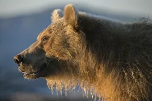 Brown bear (Ursus arctos), portrait, Kronotsky Nature Reserve, Kamchatka, Russia