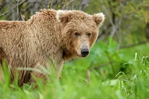 Ursidae Prints: Brown bear (Ursus arctos) portrait, Katmai National Park, Alaska, USA. June