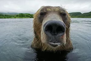 Ursidae Gallery: Brown bear (Ursus arctos) portrait in the Ozernaya River, Kuril Lake, South Kamchatka Sanctuary