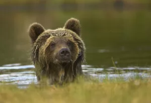 Images Dated 19th June 2008: Brown Bear (Ursus arctos) portrait in water with wet fur. Finland, Europe, June