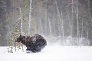 Ursidae Prints: Brown bear (Ursus arctos) running in the snow in woodland, Finland. April