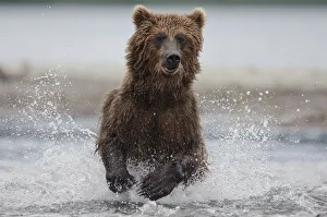 Catalogue3 Prints: Brown bear (Ursus arctos) running through water, fishing, Kamchatka, Far east Russia
