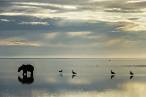 Miispecies Prints: Brown bear Ursus arctos) searching for clams on tidal mudflat with waterbirds
