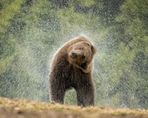 Drops Gallery: Brown bear (Ursus arctos) shaking water from its coat, Carpathian Mountains, Romania. April