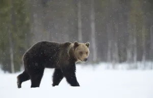 2018 September Highlights Collection: Brown Bear (Ursus arctos) in the snow, Finland, April