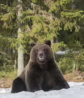Ursus Gallery: Brown bear (Ursus arctos), in snow, Finland, May