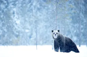 Christmas Prints: Brown bear (Ursus arctos) in the snow in woodland, Finland. April