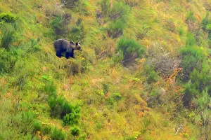 Asturias Prints: Brown bear (Ursus arctos) standing among vegetation on mountainside