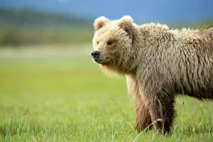Meadow Prints: Brown bear (Ursus arctos) sub-adult standing in sedge meadow