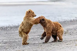 Play Fights Prints: Two Brown bear (Ursus arctos) sub-adults play-fighting on beach