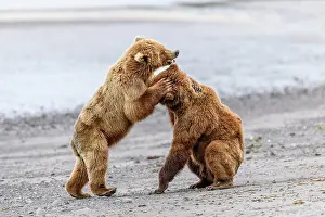 Play Fights Prints: Two Brown bear (Ursus arctos) sub-adults play-fighting on beach