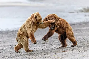 Play Fights Prints: Two Brown bear (Ursus arctos) sub-adults play-fighting on beach