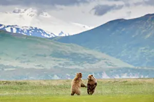 Play Fights Prints: Two Brown bear (Ursus arctos) sub-adults play-fighting with mountains in background