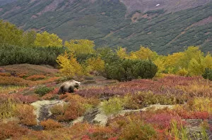 Brown bear (Ursus arctos) walking across autumn landscape, Kamchatka, Far east Russia