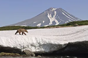 Brown bear (Ursus arctos) walking over edge of snow field with volcano in background