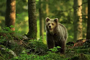 Slovenia Prints: Brown bear (Ursus arctos) walking through forest, Dinaric Alps, Slovenia. May