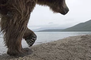 Images Dated 13th August 2008: Brown bear (Ursus arctos) walking beside lake, Kamchatka, Far east Russia, August