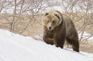 Brown bear (Ursus arctos) walking over snow, Kamchatka, Far east Russia, May