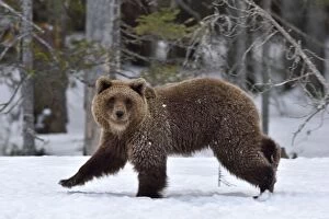 Brown bear (Ursus arctos) walking in snow at edge of forest. Finland. May