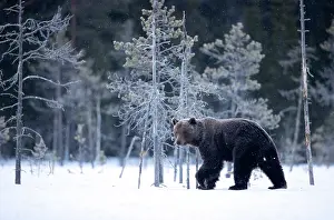 Christmas Prints: Brown bear (Ursus arctos) walking in the snow in woodland, Finland. April