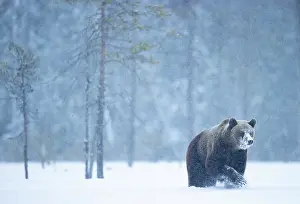 Ursidae Prints: Brown bear (Ursus arctos) walking in the snow in woodland, Finland. April