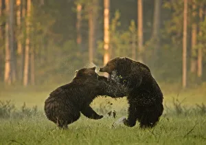 Hind Legs Prints: Two Brown bears (Ursus arctos) fighting in woodland wetlands, Kuhmo, Finland, July