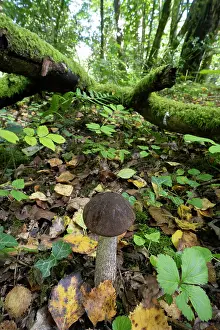 Sussex Prints: Brown birch bolete (Leccinum scabrum) mushroom on woodland floor