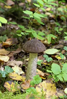 Sussex Prints: Brown birch bolete (Leccinum scabrum) mushroom on woodland floor