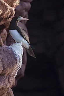 September Prints: Brown booby (Sula leucogaster), Los Islotes, Espiritu Santo Archipelago National Park