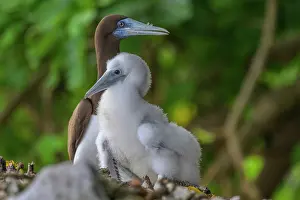 Down Prints: Brown Booby (Sula leucogaster) with its chick on a rock near the ocean