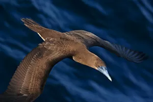 2018 July Highlights Collection: Brown booby (Sula leucogaster) flying over San Pedro Martir Island Protected Area